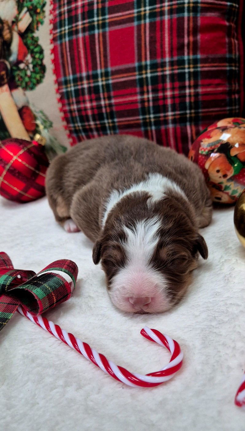 Australian of little wood - Chiots disponibles - Berger Australien