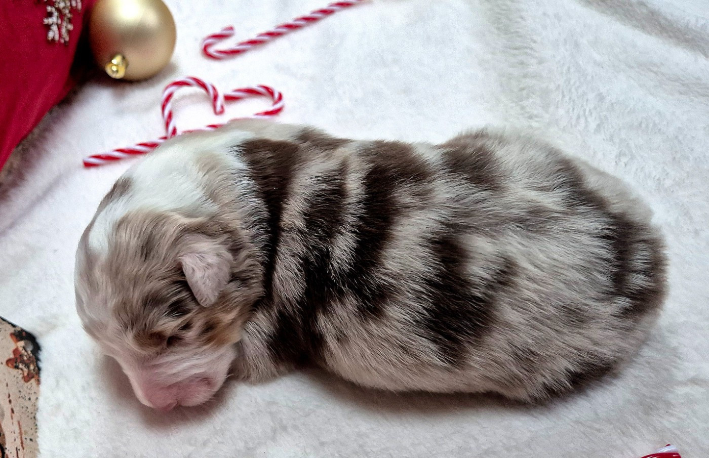 Australian of little wood - Chiots disponibles - Berger Australien