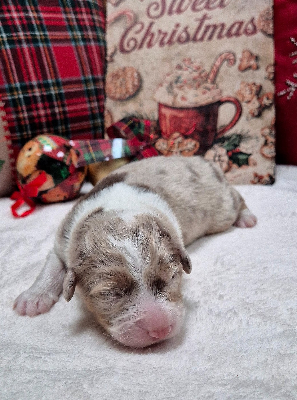 Australian of little wood - Chiots disponibles - Berger Australien