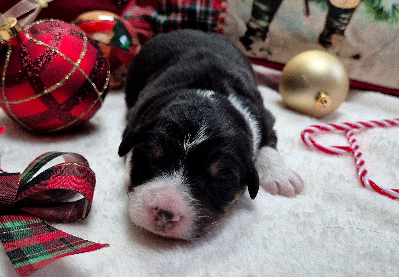 Australian of little wood - Chiots disponibles - Berger Australien