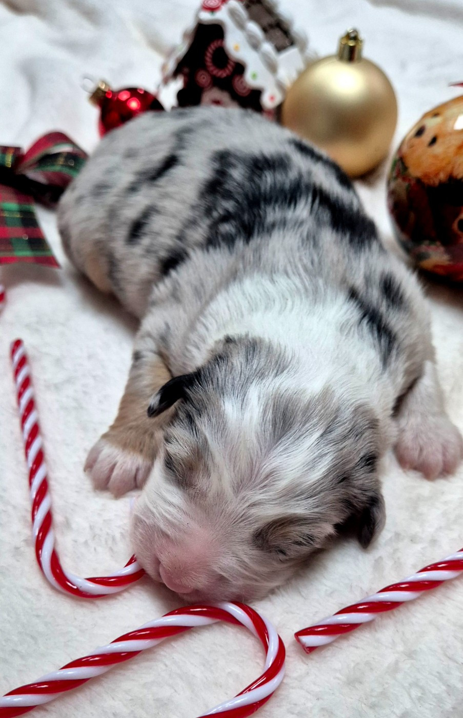 Australian of little wood - Chiots disponibles - Berger Australien