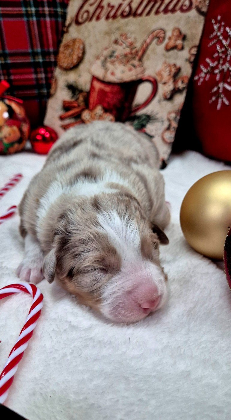 Australian of little wood - Chiots disponibles - Berger Australien