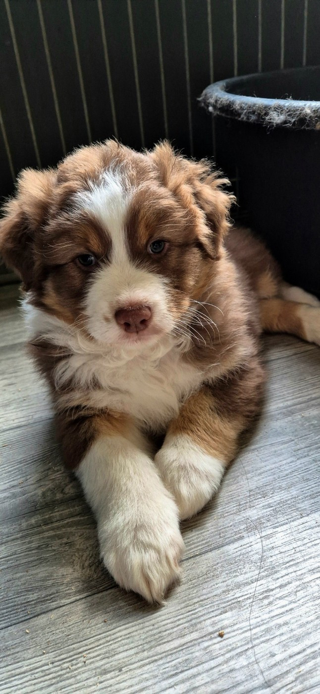 Australian of little wood - Chiots disponibles - Berger Australien