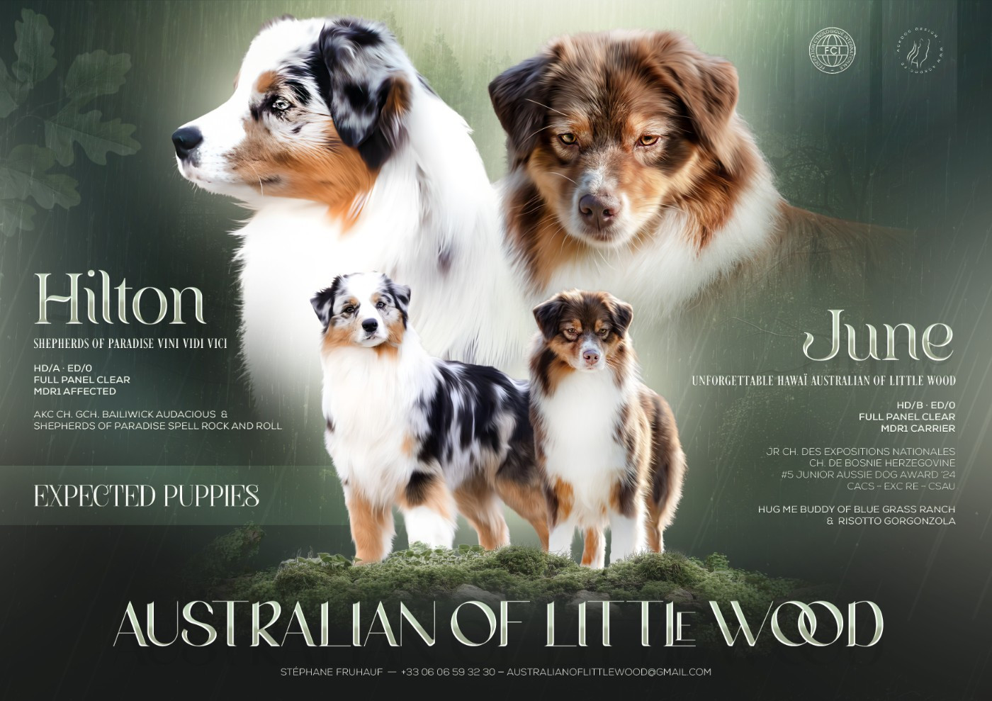 Australian of little wood - Berger Australien - Portée née le 01/12/2025